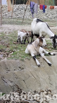 দুইটা বাচ্চা সহ মা ছাগল